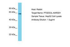 AARSD1 Antibody -  This image was taken for the unconjugated form of this product. Other forms have not been tested.