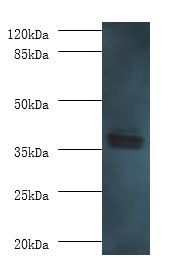 AASDHPPT / LYS5 Antibody - Western blot. All lanes: L-aminoadipate-semialdehyde dehydrogenase-phosphopantetheinyl transferase antibody at 2 ug/ml+HepG2 whole cell lysate. Secondary antibody: Goat polyclonal to rabbit at 1:10000 dilution. Predicted band size: 36 kDa. Observed band size: 36 kDa.  This image was taken for the unconjugated form of this product. Other forms have not been tested.