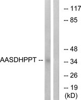 AASDHPPT / LYS5 Antibody - Western blot analysis of lysates from COLO cells, using AASDHPPT Antibody. The lane on the right is blocked with the synthesized peptide.