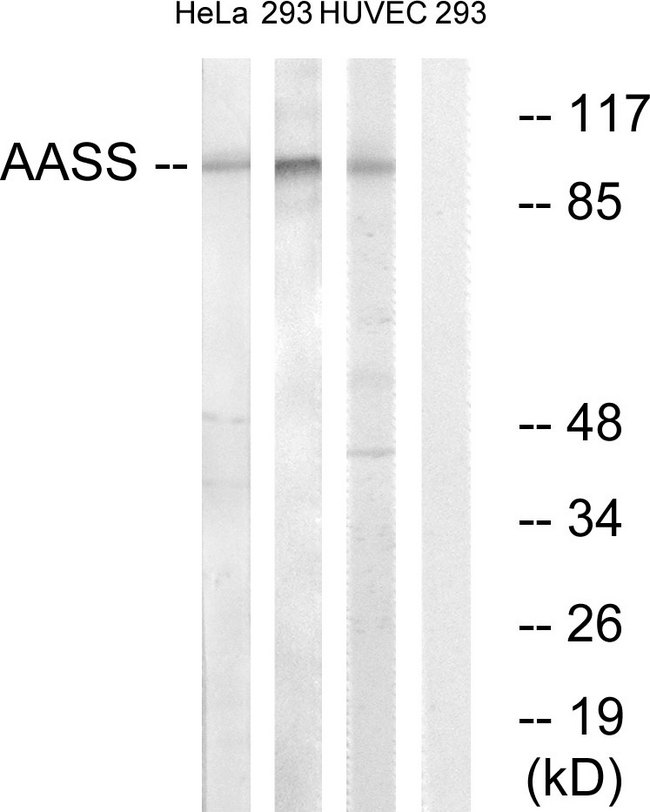 AASS / LKR / SDH Antibody - Western blot analysis of lysates from 293, HUVEC, and HeLa cells, using AASS Antibody. The lane on the right is blocked with the synthesized peptide.