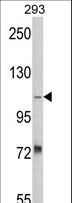 AASS / LKR / SDH Antibody - Western blot of AASS Antibody in 293 cell line lysates (35 ug/lane). AASS (arrow) was detected using the purified antibody.