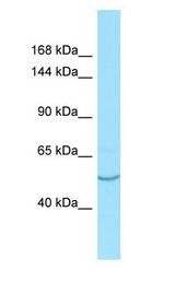 AASS / LKR / SDH Antibody - AASS / LKR / SDH antibody Western Blot of THP-1. Antibody dilution: 1 ug/ml.  This image was taken for the unconjugated form of this product. Other forms have not been tested.