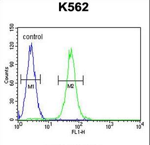 AASS / LKR / SDH Antibody - AASS Antibody flow cytometry of K562 cells (right histogram) compared to a negative control cell (left histogram). FITC-conjugated goat-anti-rabbit secondary antibodies were used for the analysis.