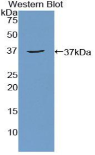 AATF Antibody - Western blot of recombinant AATF.  This image was taken for the unconjugated form of this product. Other forms have not been tested.