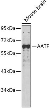 AATF Antibody - Western blot analysis of extracts of mouse brain using AATF Polyclonal Antibody.