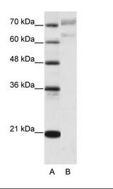 AATF Antibody - A: Marker, B: Daudi Cell Lysate.  This image was taken for the unconjugated form of this product. Other forms have not been tested.