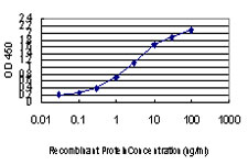AATK / AATYK Antibody - Detection limit for recombinant GST tagged AATK is approximately 0.03 ng/ml as a capture antibody.