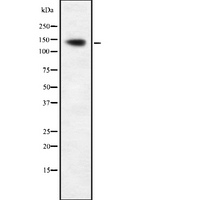 AATK / AATYK Antibody - Western blot analysis of LMTK1 using COLO205 whole cells lysates