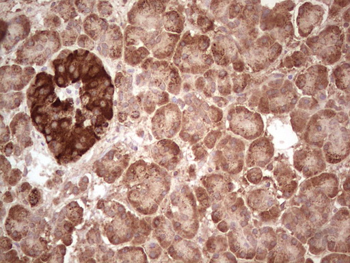 ABAT Antibody - Immunohistochemical staining of paraffin-embedded Human pancreas tissue within the normal limits using anti-ABAT mouse monoclonal antibody. (Heat-induced epitope retrieval by 1 mM EDTA in 10mM Tris, pH8.5, 120C for 3min,