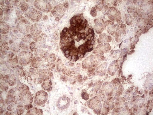 ABAT Antibody - IHC of paraffin-embedded Human pancreas tissue using anti-ABAT mouse monoclonal antibody. (Heat-induced epitope retrieval by 1 mM EDTA in 10mM Tris, pH8.5, 120°C for 3min).