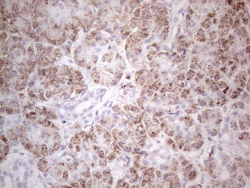ABAT Antibody - Immunohistochemical staining of paraffin-embedded Human pancreas tissue using anti-ABAT mouse monoclonal antibody. (Heat-induced epitope retrieval by 1mM EDTA in 10mM Tris buffer. (pH8.0) at 110°C for 10 min. (1:1000)
