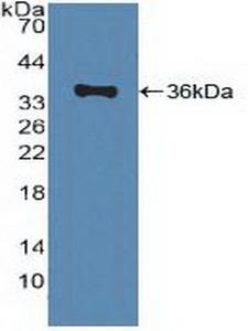 ABCA1 Antibody - Western Blot; Sample: Recombinant ALOX5, Human.
