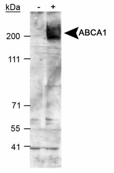 ABCA1 Antibody - Western blot of ABCA1. Samples: 40 ug of total cell post-nuclear lysate of raw macrophages treated with 9-cis-retinoic acid and 22R-hydroxycholesterol. This image was taken for the unconjugated form of this product. Other forms have not been tested.
