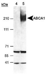 ABCA1 Antibody - Detection of ABCA1 in mouse peritoneal macrophages using ABCA1 Antibody. ECL exposure, 1 min. Lane 4: T09 uninduced lysate. Lane 5: T09 induced lysate. This image was taken for the unconjugated form of this product. Other forms have not been tested.