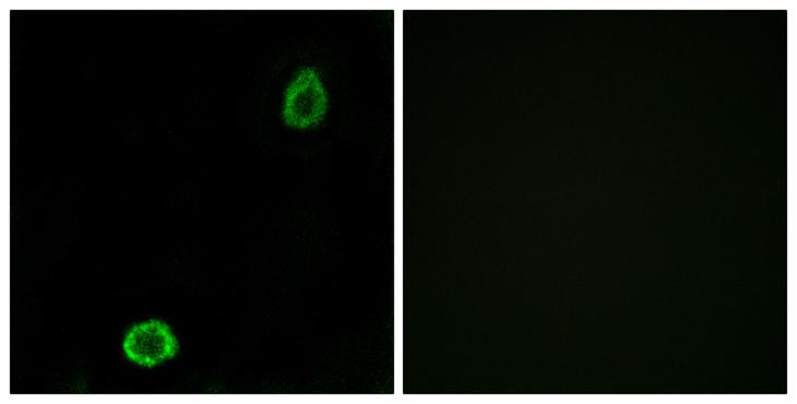 ABCA13 Antibody - Peptide - + Immunofluorescence analysis of A549 cells, using ABCA13 antibody.