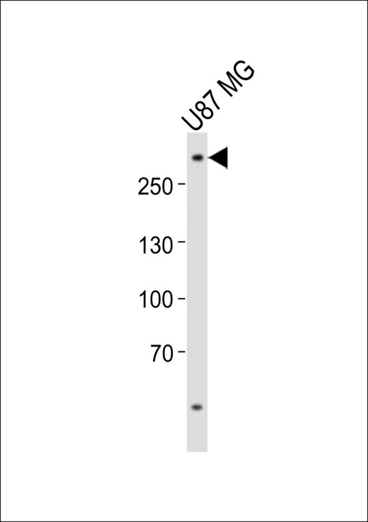 ABCA2 Antibody - Western blot of lysate from U-87 MG cell line, using ABCA2 antibody diluted at 1:1000. A goat anti-rabbit IgG H&L (HRP) at 1:10000 dilution was used as the secondary antibody. Lysate at 20 ug.