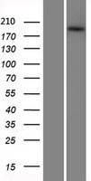ABCA3 Protein - Western validation with an anti-DDK antibody * L: Control HEK293 lysate R: Over-expression lysate