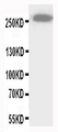 ABCA4 Antibody - WB of ABCA4 antibody. All lanes: Anti-ABCA4 at 0.5ug/ml. WB: Mouse Brain Tissue Lysate at 40ug. Predicted bind size: 256KD. Observed bind size: 256KD.