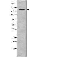 ABCA5 Antibody - Western blot analysis of ABCA5 using HeLa whole cells lysates