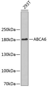ABCA6 Antibody - Western blot analysis of extracts of 293T cells using ABCA6 Polyclonal Antibody.
