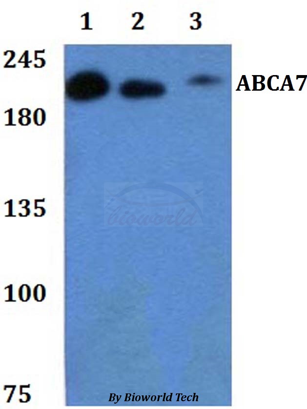 ABCA7 Antibody - Western blot of ABCA7 antibody at 1:500 dilution. Lane 1: LO2 whole cell lysate. Lane 2: sp20 whole cell lysate. Lane 3: H9C2 whole cell lysate.