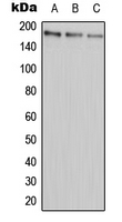ABCA9 Antibody - Western blot analysis of ABCA9 expression in HEK293T (A); Raw264.7 (B); PC12 (C) whole cell lysates.