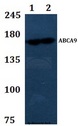 ABCA9 Antibody - Western blot of ABCA9 antibody at 1:500 dilution Line1:HEK293T whole cell lysate Line2:H9C2 whole cell lysate.