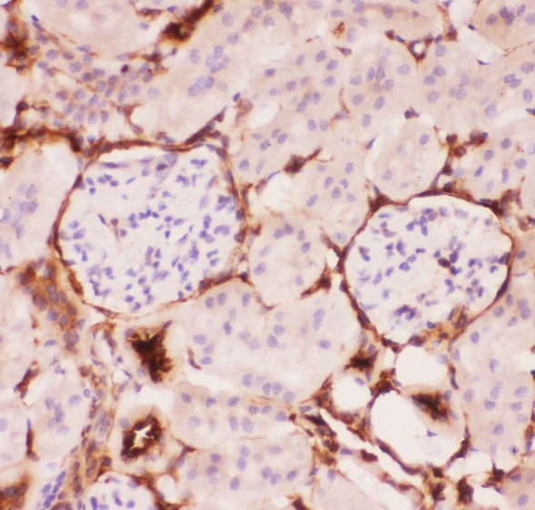 ABCB1 / MDR1 / P Glycoprotein Antibody - P Glycoprotein antibody IHC-paraffin: Mouse Kidney Tissue.