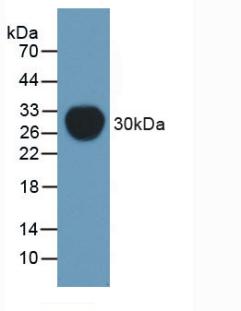 ABCB1 / MDR1 / P Glycoprotein Antibody - Western Blot; Sample: Recombinant Pgp, Mouse.
