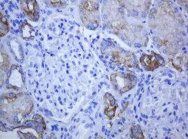 ABCB1 / MDR1 / P Glycoprotein Antibody - IHC of paraffin-embedded Human Kidney tissue using anti-ABCB1 mouse monoclonal antibody.