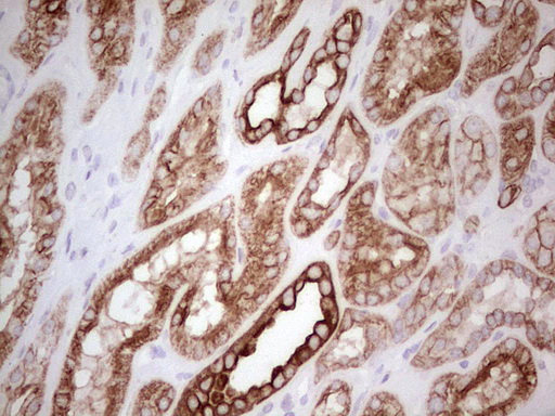 ABCB1 / MDR1 / P Glycoprotein Antibody - IHC of paraffin-embedded Human Kidney tissue using anti-ABCB1 mouse monoclonal antibody. (Heat-induced epitope retrieval by 1 mM EDTA in 10mM Tris, pH8.5, 120°C for 3min).