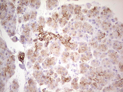 ABCB1 / MDR1 / P Glycoprotein Antibody - IHC of paraffin-embedded Human pancreas tissue using anti-ABCB1 mouse monoclonal antibody. (Heat-induced epitope retrieval by 1 mM EDTA in 10mM Tris, pH8.5, 120°C for 3min).