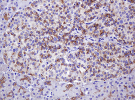 ABCB1 / MDR1 / P Glycoprotein Antibody - IHC of paraffin-embedded Human pancreas tissue using anti-ABCB1 mouse monoclonal antibody. (Heat-induced epitope retrieval by 10mM citric buffer, pH6.0, 120°C for 3min).