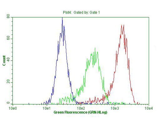 ABCB1 / MDR1 / P Glycoprotein Antibody - Flow cytometric Analysis of permeabilized Hek293T cells, using anti-ABCB1 antibody  Red), compared to an IgG isotype control. (green), and negative control. (PBS, Blue). (1:100)