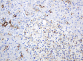 ABCB1 / MDR1 / P Glycoprotein Antibody - IHC of paraffin-embedded Human pancreas tissue using anti-ABCB1 mouse monoclonal antibody.