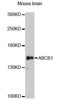 ABCB1 / MDR1 / P Glycoprotein Antibody - Western blot analysis of extracts of mouse brain, using ABCB1 antibody at 1:3000 dilution. The secondary antibody used was an HRP Goat Anti-Rabbit IgG (H+L) at 1:10000 dilution. Lysates were loaded 25ug per lane and 3% nonfat dry milk in TBST was used for blocking. An ECL Kit was used for detection and the exposure time was 90s.