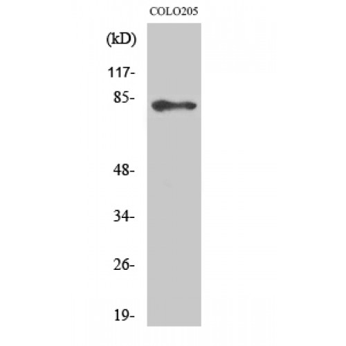 ABCB10 Antibody - Western blot of ABCB10 antibody