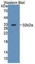 ABCB10 Antibody - Western Blot; Sample: Recombinant protein.