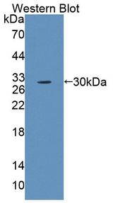 ABCB10 Antibody - Western Blot; Sample: Recombinant protein.