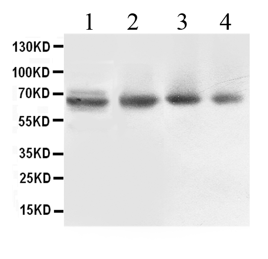 ABCB10 Antibody - Western blot - Anti-ABCB10/Abc Me Picoband Antibody