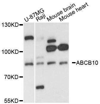 ABCB10 Antibody - Western blot analysis of extracts of various cell lines, using ABCB10 antibody at 1:3000 dilution. The secondary antibody used was an HRP Goat Anti-Rabbit IgG (H+L) at 1:10000 dilution. Lysates were loaded 25ug per lane and 3% nonfat dry milk in TBST was used for blocking. An ECL Kit was used for detection and the exposure time was 60s.