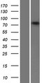 ABCB10 Protein - Western validation with an anti-DDK antibody * L: Control HEK293 lysate R: Over-expression lysate