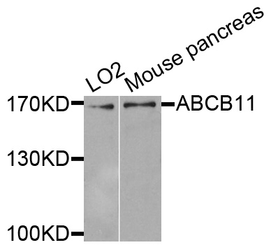 ABCB11 / BSEP Antibody - Western blot blot of extracts of various cells, using ABCB11 antibody.
