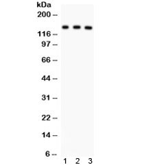 ABCB11 / BSEP Antibody