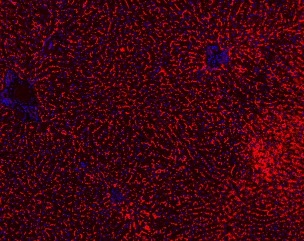 ABCB11 / BSEP Antibody - IF analysis of ABCB11 using anti-ABCB11 antibody ABCB11 was detected in paraffin-embedded section of mouse liver tissues. Heat mediated antigen retrieval was performed in citrate buffer (pH6, epitope retrieval solution ) for 20 mins. The tissue section was blocked with 10% goat serum. The tissue section was then incubated with 1µg/mL rabbit anti-ABCB11 Antibody overnight at 4°C. Cy3 Conjugated Goat Anti-Rabbit IgG was used as secondary antibody at 1:100 dilution and incubated for 30 minutes at 37°C. The section was counterstained with DAPI. Visualize using a fluorescence microscope and filter sets appropriate for the label used.
