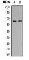 ABCB5 Antibody - Western blot analysis of ABCB5 expression in HeLa (A); 293T (B) whole cell lysates.