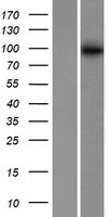 ABCB6 Protein - Western validation with an anti-DDK antibody * L: Control HEK293 lysate R: Over-expression lysate