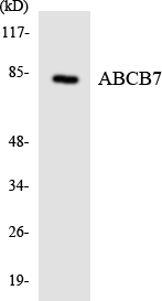 ABCB7 Antibody - Western blot analysis of the lysates from HUVECcells using ABCB7 antibody.