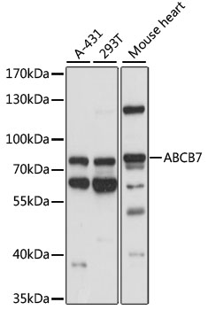 ABCB7 Antibody - Western blot analysis of extracts of various cell lines, using ABCB7 antibody at 1:1000 dilution. The secondary antibody used was an HRP Goat Anti-Rabbit IgG (H+L) at 1:10000 dilution. Lysates were loaded 25ug per lane and 3% nonfat dry milk in TBST was used for blocking. An ECL Kit was used for detection and the exposure time was 10s.