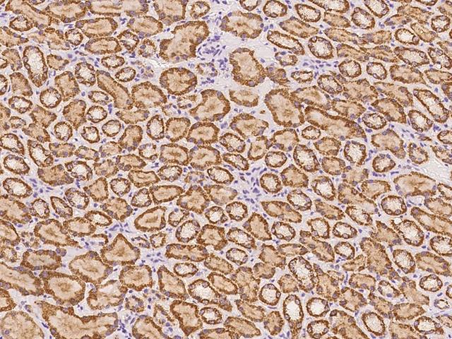 ABCB9 Antibody - Immunochemical staining of human ABCB9 in human kidney with rabbit polyclonal antibody at 1:100 dilution, formalin-fixed paraffin embedded sections.